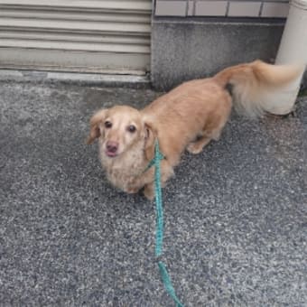梅雨の晴れ間に散歩🐶