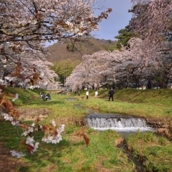 猪苗代町、観音寺川桜並木に行って。