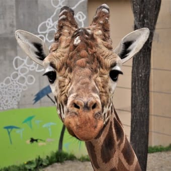 Ⓩ-３．旭山動物園へ～ホッキョクグマの赤ちゃん　★5/20