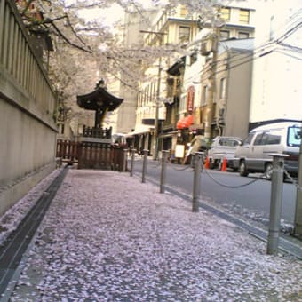 桜の花道と武士道