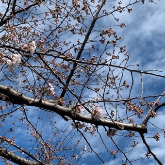 2020年3月16日隅田川の桜