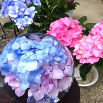 奈良、紫陽花の般若寺へ…！