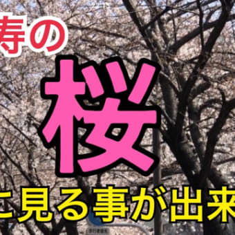 桜を見に来ました！昼間に見る機会が無いので