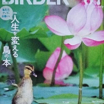 雑誌『BIRDER』に寄稿