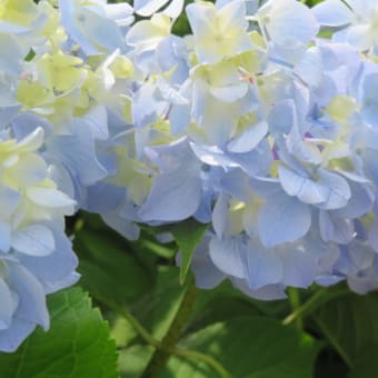 紫陽花。