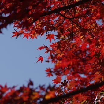 大窪寺の紅葉、平成30年11月21日