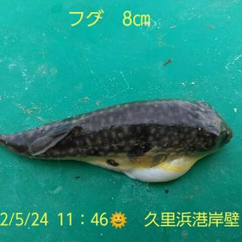 笑転爺の釣行記　5月24日☀　久里浜港岸壁