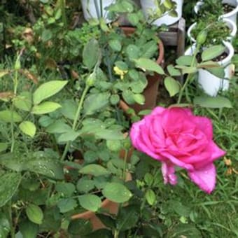 庭のバラ(パローレ)が咲いた
