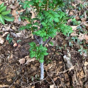 桜の木を植えました
