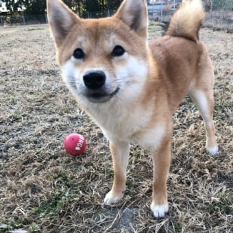 日中は暖かったからドッグランで走ったよ