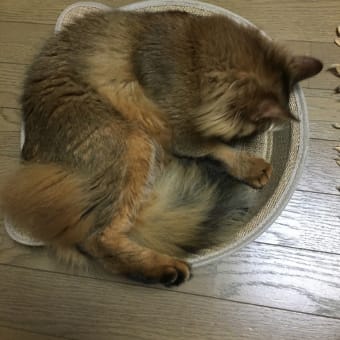ジャスト　サイズ！
