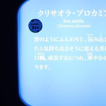 ナミダカサゴに会いに行こう！