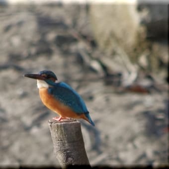 かわせみ　翡翠　知多半島東浦町の鳥　２月 ２１日のカワセミ