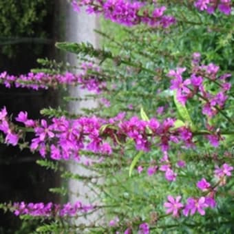 季節は夏へと