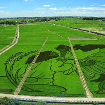 田んぼアート　2
