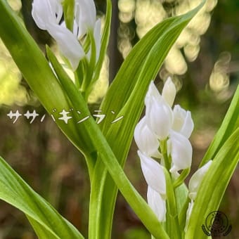 ササバギンラン