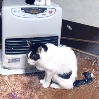 ウル