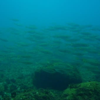 利島で Dive Dive