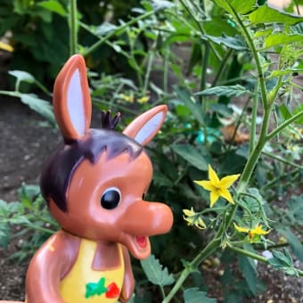 ロバくんとトマトの花