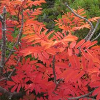 紅葉・木曽駒ヶ岳遊山