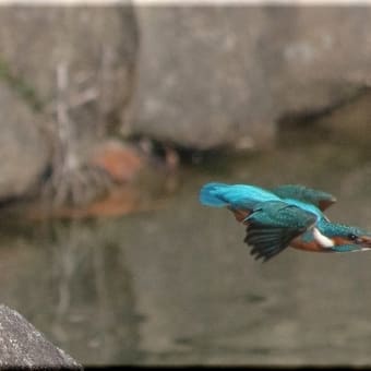 かわせみ　翡翠　知多半島東浦町の鳥　２月 １２日のカワセミ