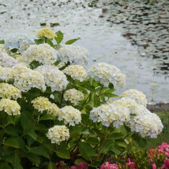 海岸で見掛けた花