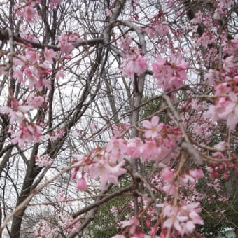 鎌ヶ谷市福太郎スタジアムの枝垂れ桜