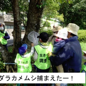 サマースクール「外来種の昆虫を捕って駆除しよう」