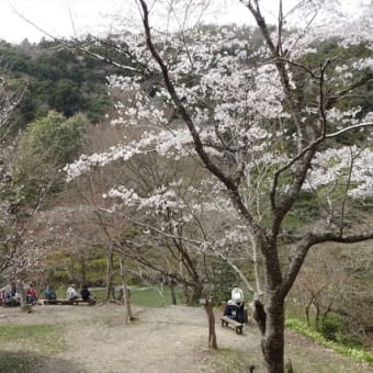 2024年04月5日 武田尾 廃線 桜ハイキング