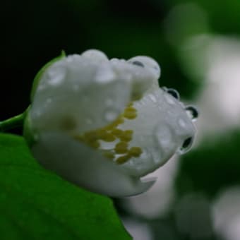 終日雨、在宅。７７歳の児玉清、長門裕之逝く。