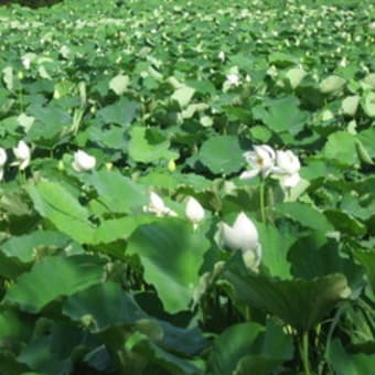 湖水ヶ池のハスの花