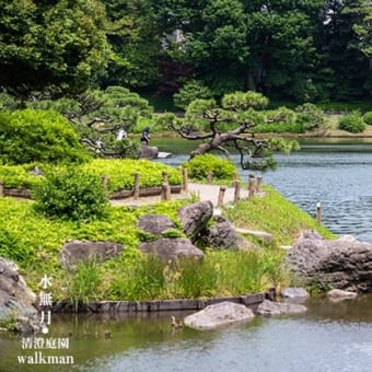 清澄庭園、初夏の彩り。