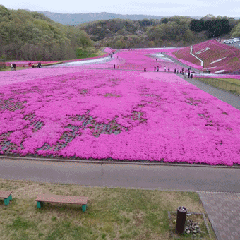 満開の芝桜