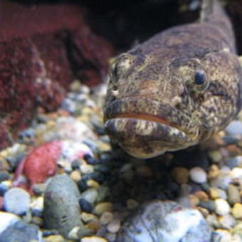 賭博覇王伝零 ギャン鬼編 4巻 ぐみを食べたら甘かった 賭博覇王伝零 ギャン鬼編 4巻 ぐみを食べたら甘かった