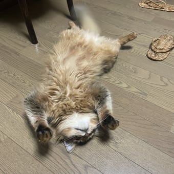 ヘソ天バンザイ
