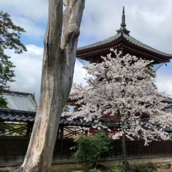 忘れた頃に、、