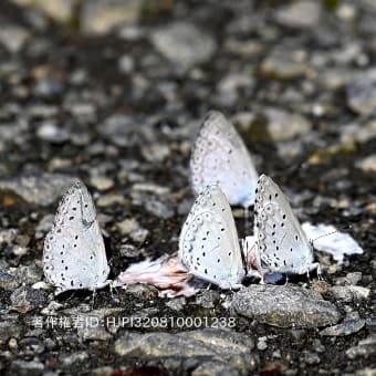 里山の生きものたち