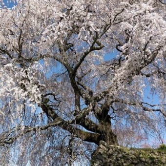 牽牛子塚古墳と又兵衛桜を散策