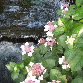 バイカモその他～米原市醒ヶ井・地蔵川にて
