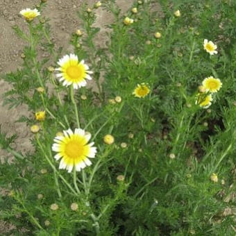 春菊の花