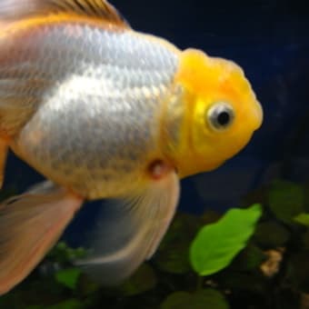 画像一覧 キラキラ金魚日記