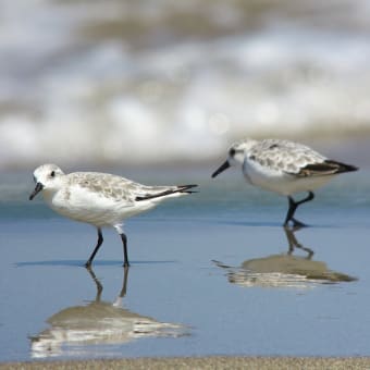 探鳥会