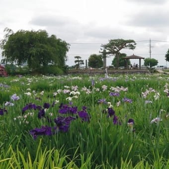 菖蒲の「あやめ（花しょうぶ）」と「ラベンダー」