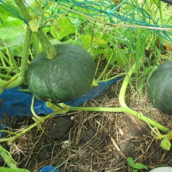 ２０２５年６月下旬　畑の様子（ミニ・大玉トマトなど、夏野菜を収穫しています。）