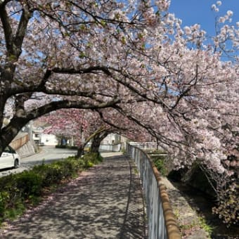 宇治川川筋の桜
