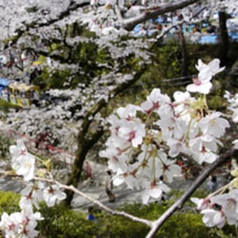 小田原城さくら満開