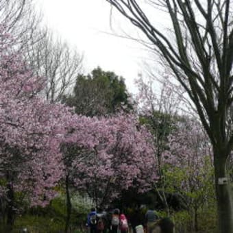 東京の春を探しに