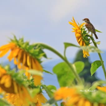 デジイチVer.　ちょっとやる気でた🎶