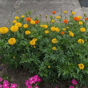 元気な夏の花