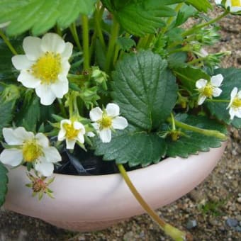 イチゴの花びらは何枚？